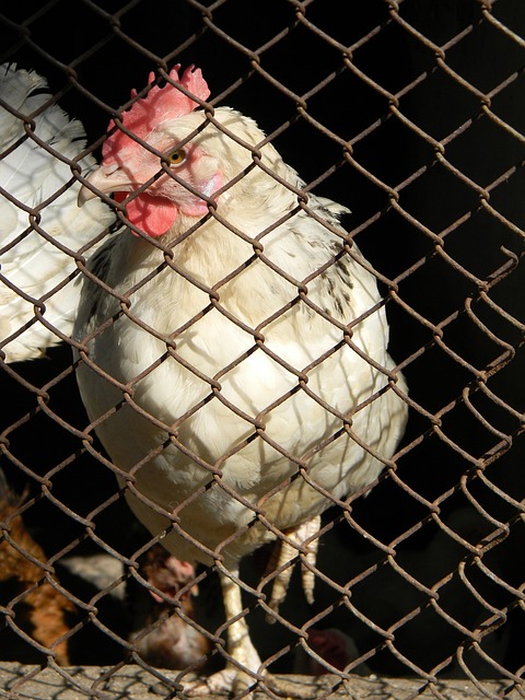 更是撑竿跳 更是撑竿跳